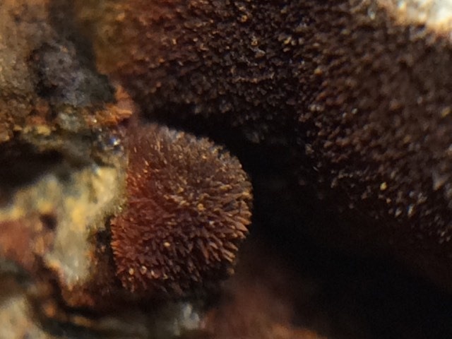 kalcit foto