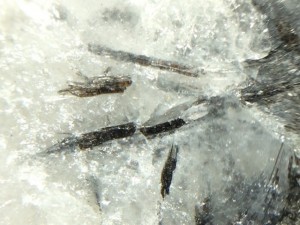 aktinolit (amfibolok) fotó