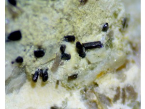 magneziohornblende (amfibolok) fotó