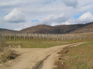 lelőhelyfotó