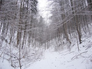 lelőhelyfotó