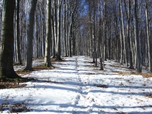 lelőhelyfotó